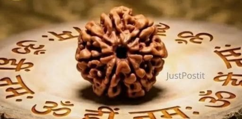 Buy 7 Mukhi Rudraksha